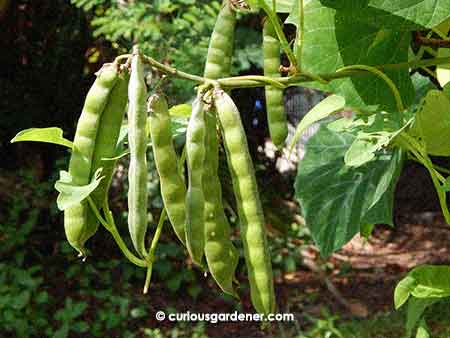 What a lovely cluster of bean pods - if only they were edible! Jicama seed pods.