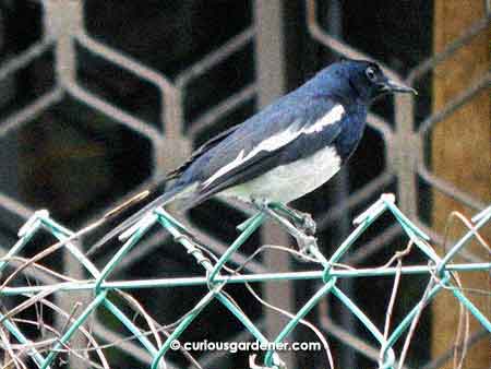 The male magpie robin (I think!). Such a striking bird!