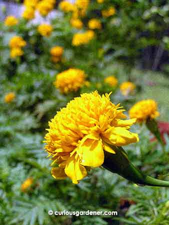 We had bushes of marigold plants at one point, but they stopped growing in that spot, and my saved seeds lost their viability. I have to start from new seeds again (in progress).