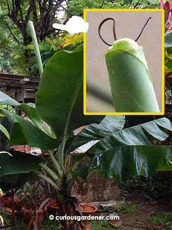 A distant shot of a banana leaf still growing out (the "rod") with a closer view of the tip of the leaf with the curious thin, curly brown tip.