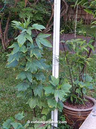 The latest round of roselle plants - all of them self-seeded.