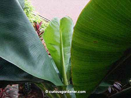 Peek-a-boo! It's the spade leaf peeking out between the normal banana leaves.