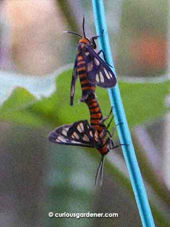 Tiger moths have also been showing up here, both indoors and in the garden, and it looks like they are *ahem* IN season...