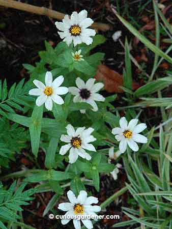 We also used to have zinnia plants at one point. The white ones flowered more profusely than the red ones, and were really pretty in a cluster. I need to source for seeds again, if I want to grow them again.