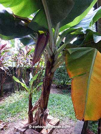 The banana heart when we first noticed it (the leaves hid it from us until it dipped down)