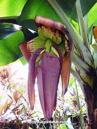 A few hands of bananas revealed after the purplish bracts protecting them started rolling up.