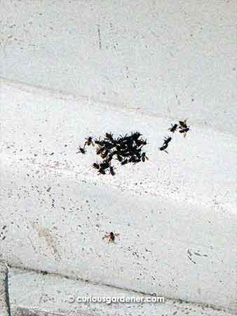 How it begins - a few scout bees come in to check out the place - in this case, just above the bathroom ventilation.
