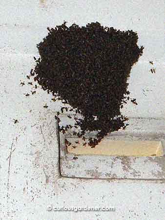 And from the inside, the last of the swarm marches obediently in. In all, it took less than half an hour for them to go from the buzzing swarm to this stage. Bees are super-organised!