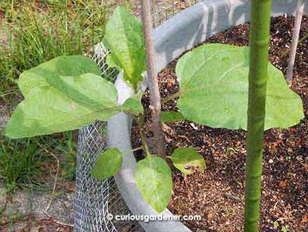 The plant in the bigger pot also began to grow out bigger leaves - and it began to branch out as well.