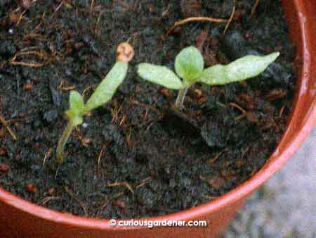 The pair of aubergine sprouts.