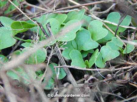 No, these aren't weeds - they're chinese greens germinating in some mulch in a pot.