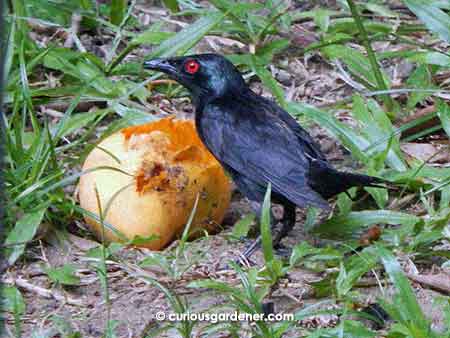 A glossy starling in the midst of a meal.