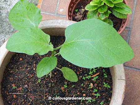 The plant in the little pot grew successively bigger leaves after the transplant.