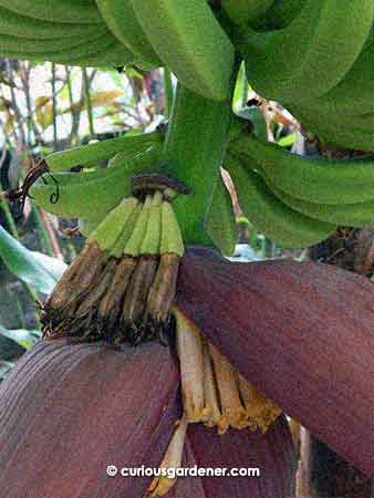 Male banana flowers - if each bunch of bananas is called a hand, then these should be considered a bunch of thumbs! Yes, bad joke, I know. Haha.