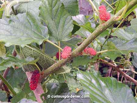 A glimpse of the latest crop of mulberries currently growing.