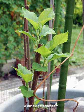 One of the successful cuttings. I wanted long stems to give the plants more space to grow fruits if they grew. Hehe.