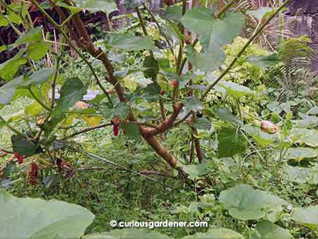 Our main mulberry plant is really spreading out now!