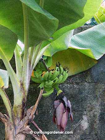 The short comb of bananas from our older plant. I guess the plant couldn't just give up without a fight!