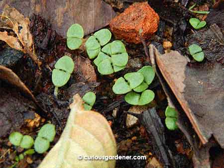 ...until I remembered how basil seeds develop a jelly-like exterior when they get wet! Here they are after germinating.