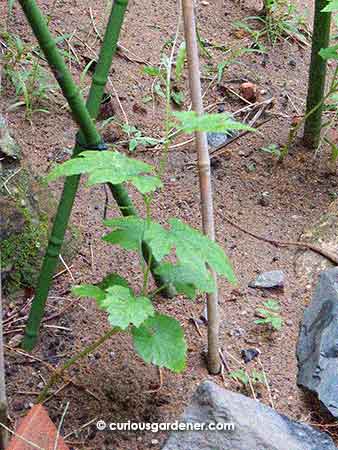 I was taking a photo record of how the bittergourd plants are doing...