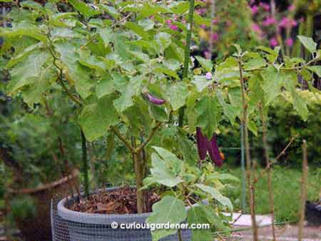 The purple brinjal plant seems very healthy and happy in the large pot.  You don't have to look too closely to see three of the fruits!