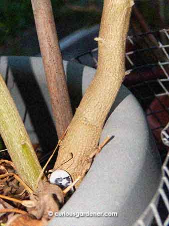 The base of the plant stem is nice and sturdy. Just look at the woodiness of it!