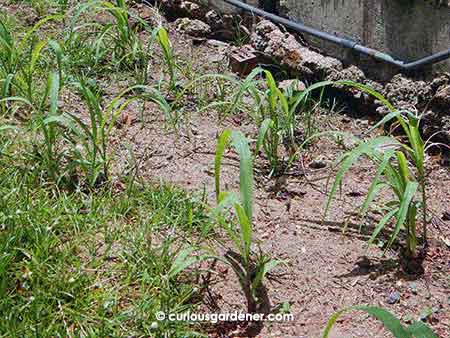 Here's the glutinous white corn. Our friend sowed 3 seeds per spot and said that I needn't thin them out. There have been a few casualties, methinks, because not all spots have 3 plants now. However, there should be quite a few, if they survive. (I haven't had the best luck with corn yet, so am sceptical)