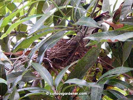 If you look within the mass of leaves, you should be able to make out the bird nest and the rear end of a speckled dove poking out over the edge of it. My mum noticed it earlier this week in the mango tree.