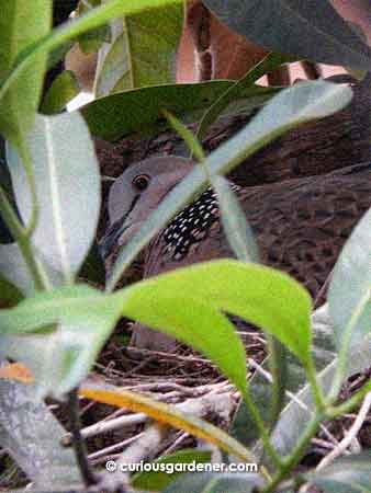 The parent bird looked alarmed that we had spotted the nest, but we have no intention of doing anything apart from peeking out and taking photos!