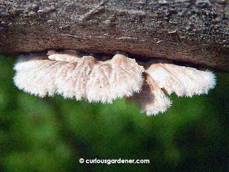 An even closer view of the fungi from the side.