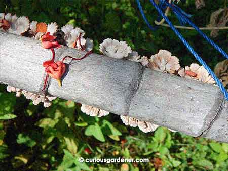 What odd looking lumps of white were these, I wondered. Thankfully, they were not clusters of mealybugs, which was my first fear. The orange things are fallen petals from the peacock tree, which shades the area.