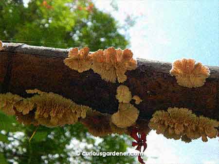 Since I'm just curious, I looked at the growths from the bottom and got this beautiful shot of them - to me, they resemble coral formations.