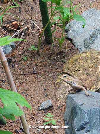 ...when I suddenly realized that half a foot away was a sunbathing Oriental garden lizard! If you look in the previous picture, you'll see its tail coming in from the right side of the picture. It didn't run even after I took its picture, so I apologised for disturbing it and went away.