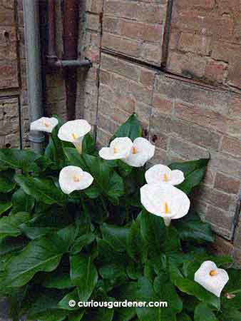 These, I remember, were growing in an alley in Buonconvento.