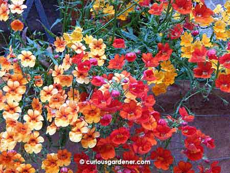 Pretty flowers in Pienza, I think.