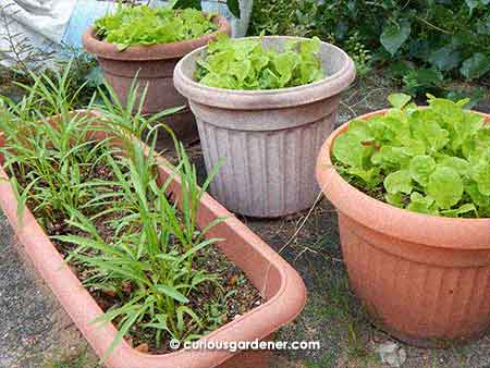 Apart from kangkong, I haven't had the best luck with leafy veggies, so this is a novelty for me - the three pots of Chinese greens, I mean.