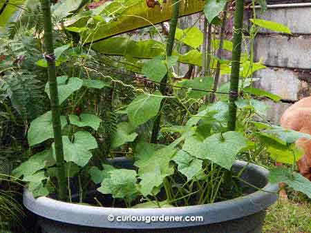 I call this the angled loofah jungle. There are several plants in this pot, and they're at the rapid growth stage...