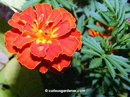 The French marigold cultivar we currently have growing here. Gorgeous, isn't it?