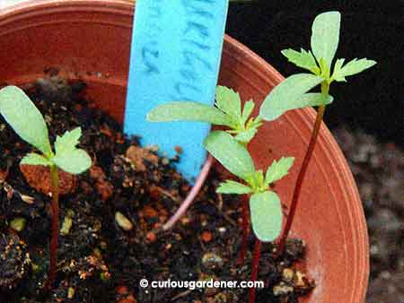 Marigold sprouts. Never expect them to grow directly in your garden because snails cannot resist their succulent red stems...