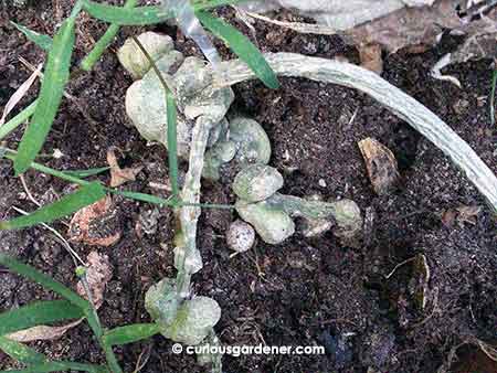 Horrible infestation of root knot nematodes on the roots of a pumpkin plant growing in a pot.