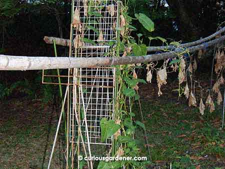 You may remember this trellis. Apart from the time to cure the wood, it was the fastest structure I've put up (the 2 poles and the metal stands, not the wire grid also in the picture).