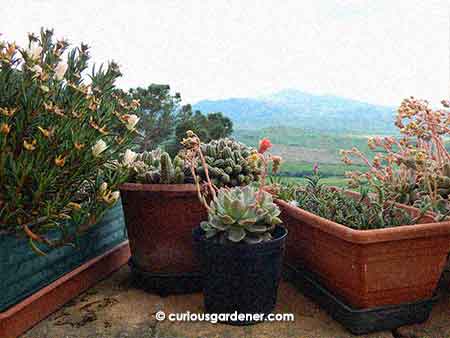 The eye-opener for me were these different varieties of succulents that were growing extremely well in a hill town in Tuscany. I tend to associate succulents with desert climates, but this was far from that.