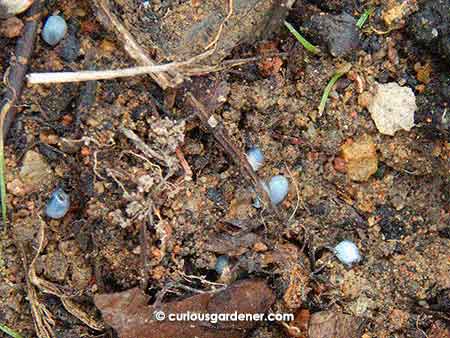 Remember how I said I was sowing more seeds? Well, I was puzzled when I saw these pale blue egg-like things in one of our flower pots...