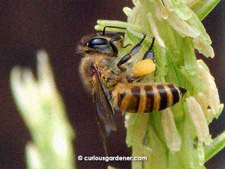 Check out the amount of pollen that this bee has already collected!