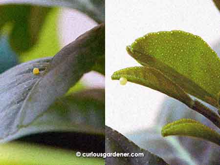 The caterpillar eggs look pretty obvious in these photos because they're blown up and cropped close. However if you look at the first photo of the lemon plants, the eggs are actually there in the photo on the right - they're just really, really tiny!