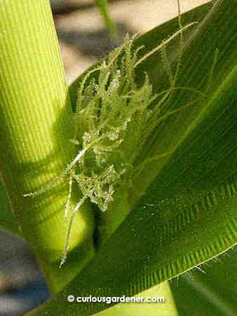 And here you see the silks up close - long, slender, bristly and sticky - just waiting for pollen to fall from the tassels overhead. What? They've already discarded all their pollen? (I checked) Oh no. :(