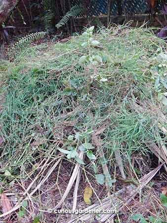 One of the messy-looking compost piles. I try to add brown and green matter to them at least once a fortnight.