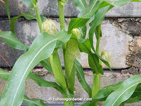 More of the corn plants are starting to look like this - fattening cobs with clumps of silks dangling out, waiting for pollen to fall from the tassels above.