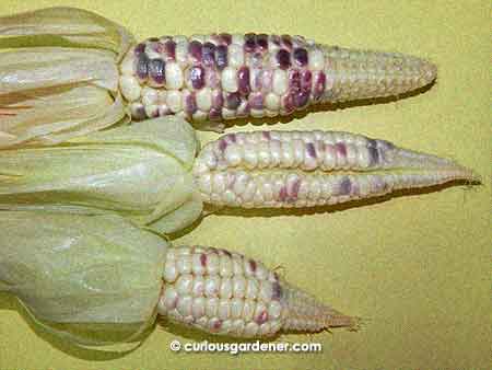 Gorgeous glutinous corn! Stunted, and could have had more kernels, but pretty to look at (and eat)!