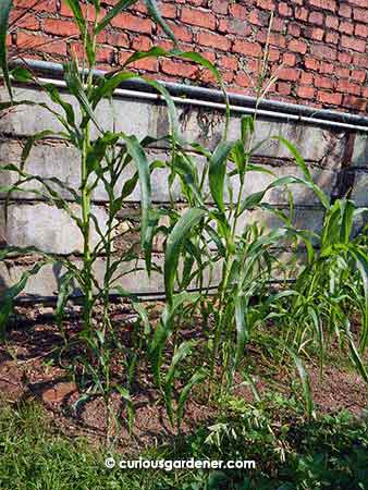 Our ragtag lot of corn ranging from less than a metre high to about 1.6 metres.